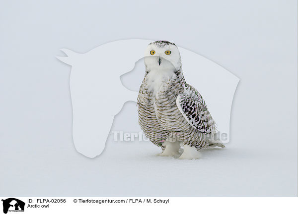 Arctic owl / FLPA-02056