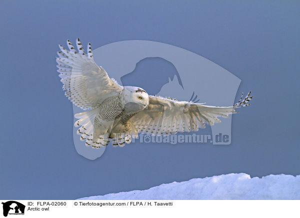 Arctic owl / FLPA-02060