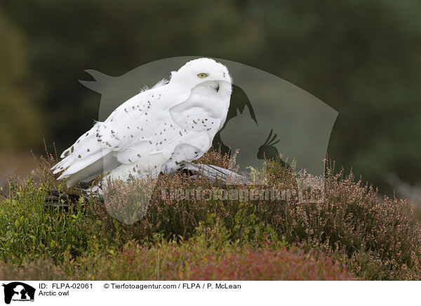 Arctic owl / FLPA-02061