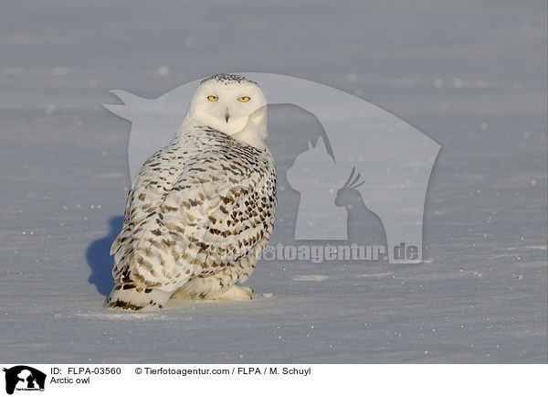 Arctic owl / FLPA-03560
