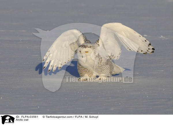 Arctic owl / FLPA-03561