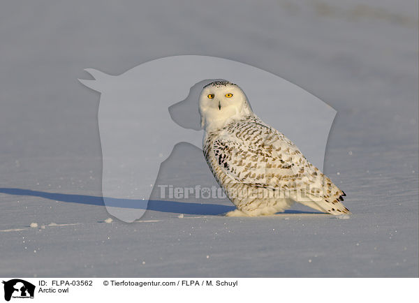 Arctic owl / FLPA-03562