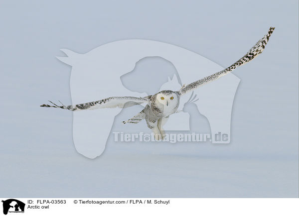 Arctic owl / FLPA-03563