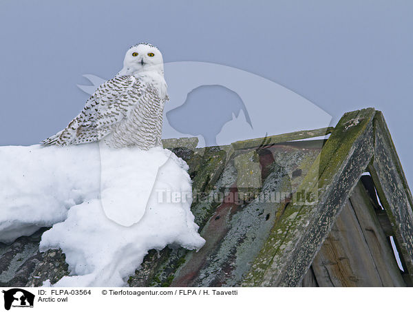 Schneeeule / Arctic owl / FLPA-03564
