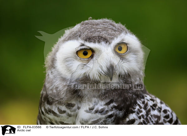 Arctic owl / FLPA-03566