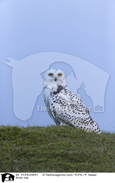 Arctic owl / FLPA-04651