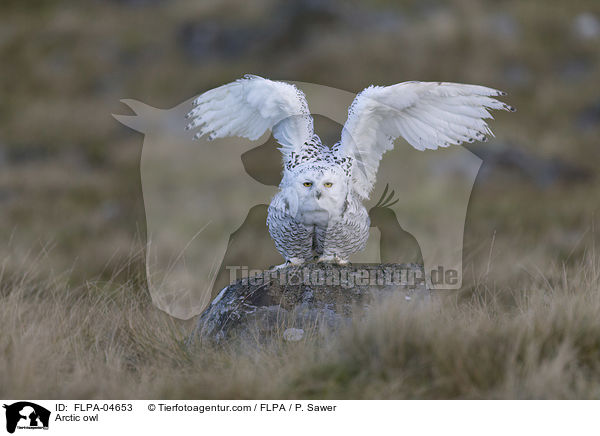 Arctic owl / FLPA-04653
