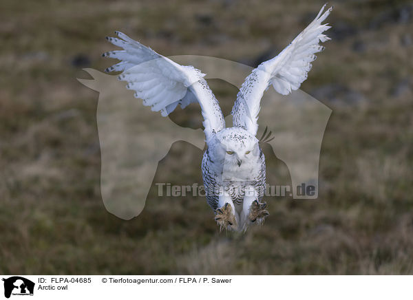 Arctic owl / FLPA-04685