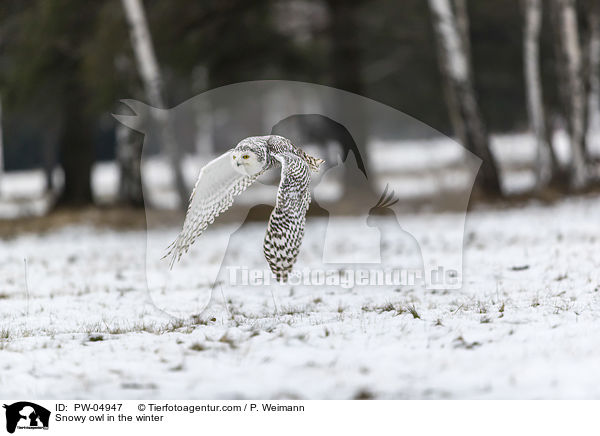Snowy owl in the winter / PW-04947