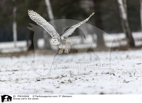 Snowy owl in the winter / PW-04948