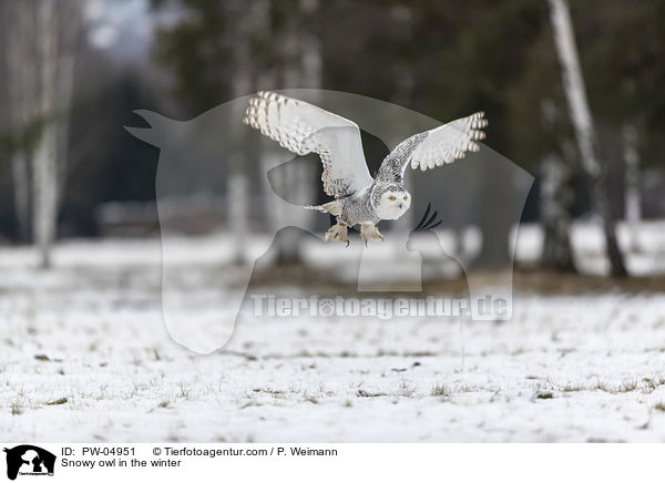 Snowy owl in the winter / PW-04951