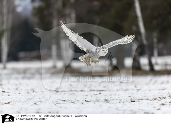 Snowy owl in the winter / PW-04952