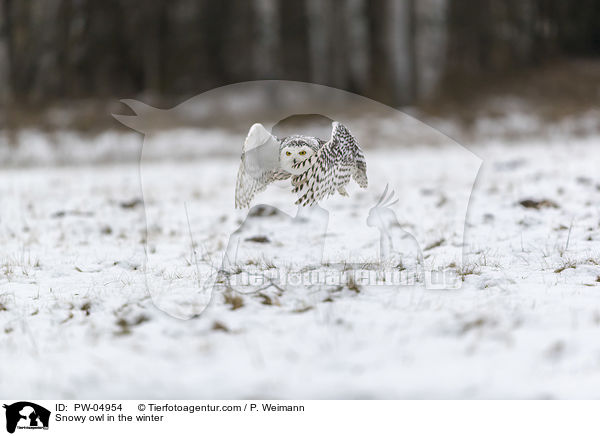 Snowy owl in the winter / PW-04954