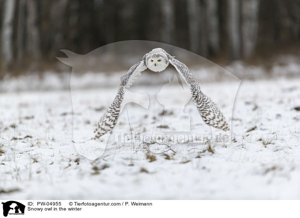 Snowy owl in the winter / PW-04955