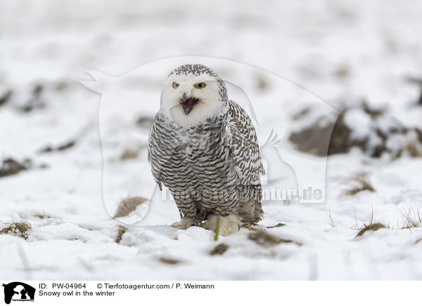 Snowy owl in the winter / PW-04964