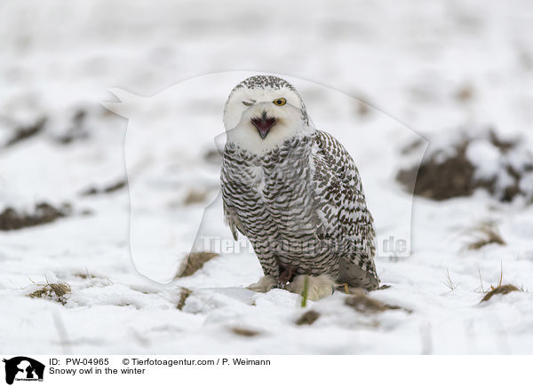 Snowy owl in the winter / PW-04965