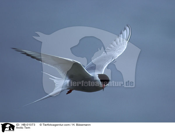 Arctic Tern / HB-01073