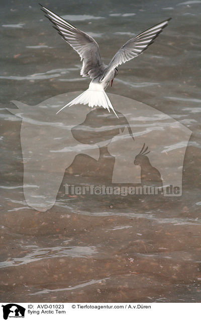 flying Arctic Tern / AVD-01023