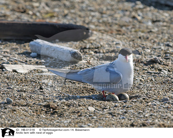 Arctic tern with nest of eggs / HB-01316