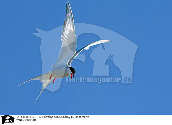 flying Arctic tern / HB-01317