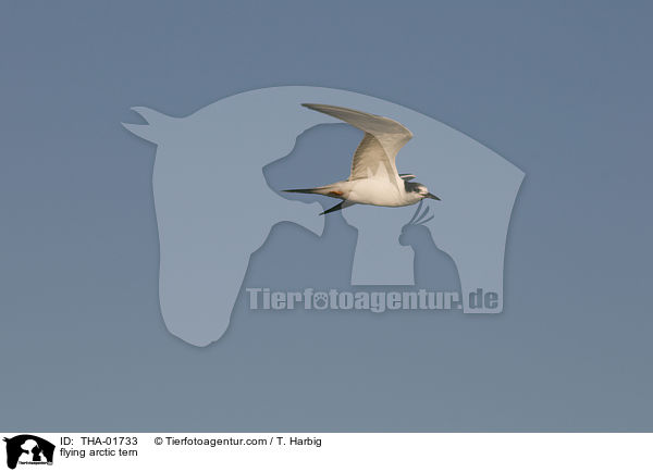 flying arctic tern / THA-01733