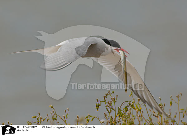 Arctic tern / DV-01921