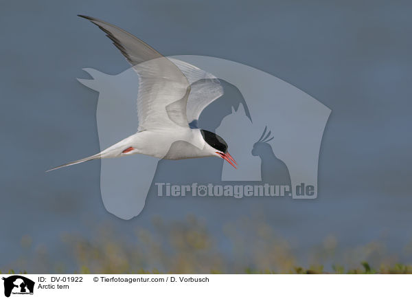 Arctic tern / DV-01922