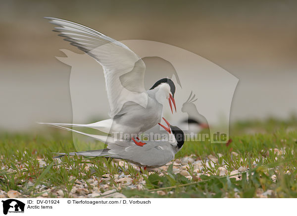 Arctic terns / DV-01924