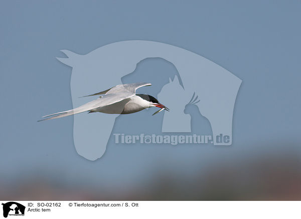 Arctic tern / SO-02162