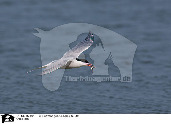 Arctic tern / SO-02164