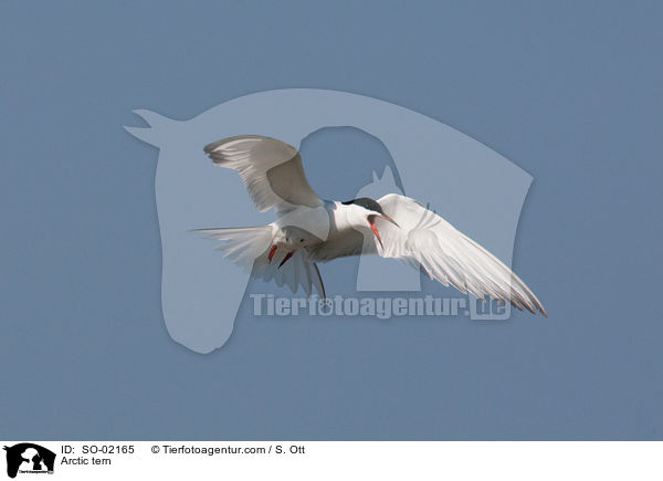 Arctic tern / SO-02165