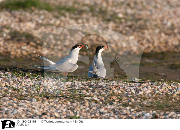 Arctic tern / SO-02168