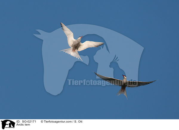 Arctic tern / SO-02171