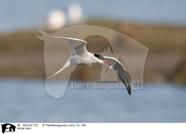 Arctic tern / SO-02172