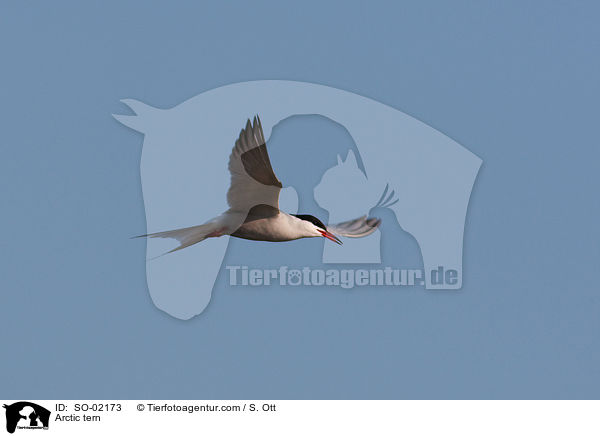 Arctic tern / SO-02173