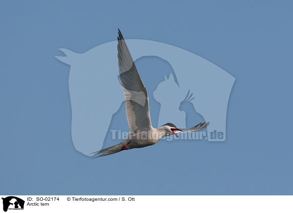 Arctic tern / SO-02174