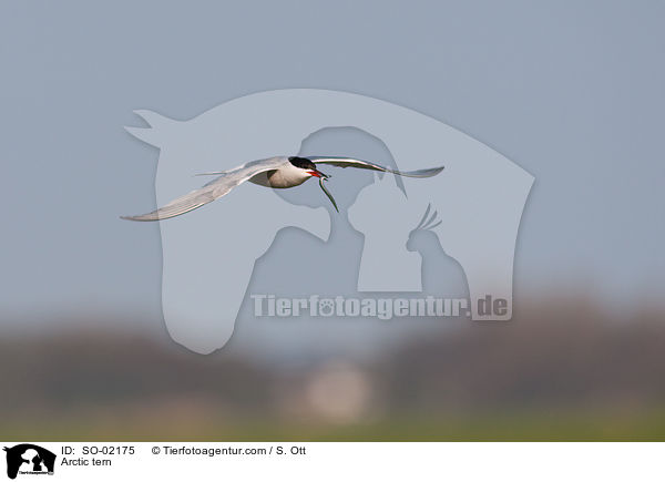 Arctic tern / SO-02175