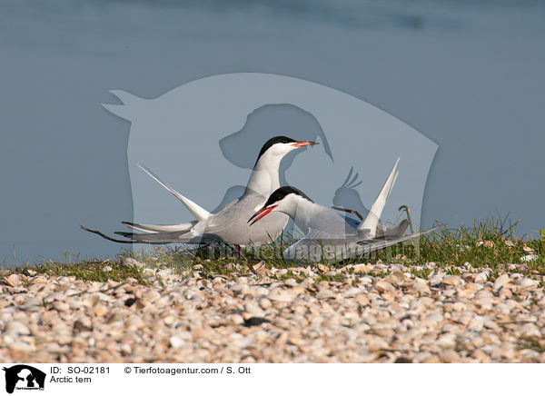 Arctic tern / SO-02181
