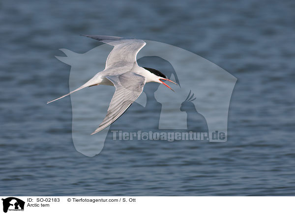 Arctic tern / SO-02183
