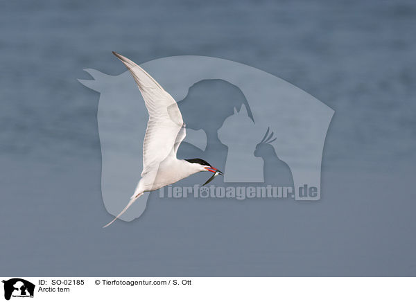 Arctic tern / SO-02185