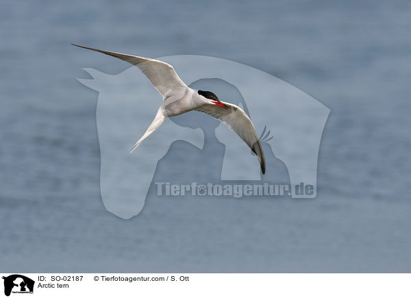Arctic tern / SO-02187