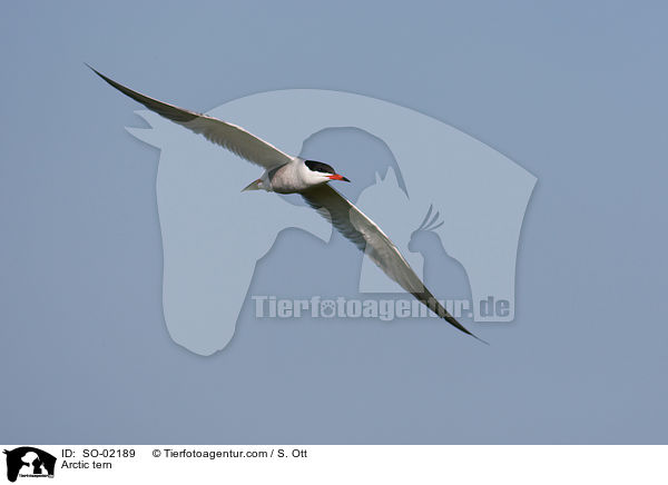Arctic tern / SO-02189