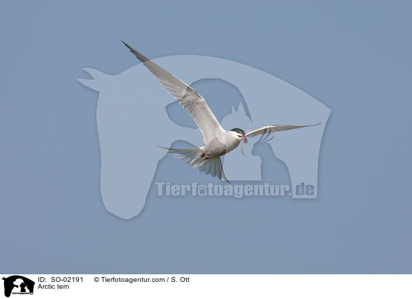 Arctic tern / SO-02191