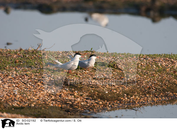 Arctic tern / SO-02192
