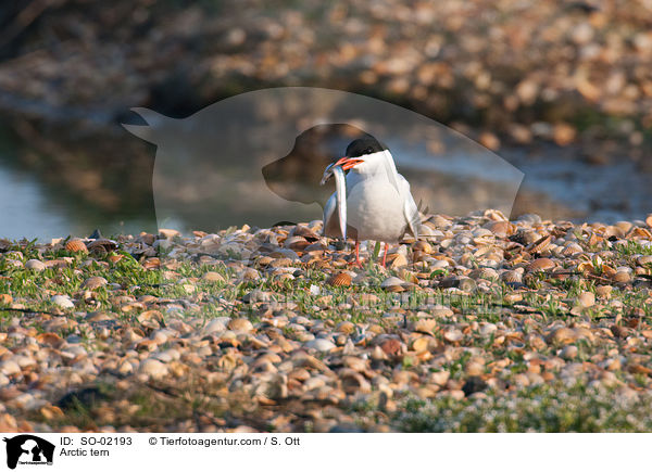 Arctic tern / SO-02193