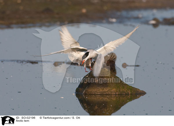 Arctic tern / SO-02196