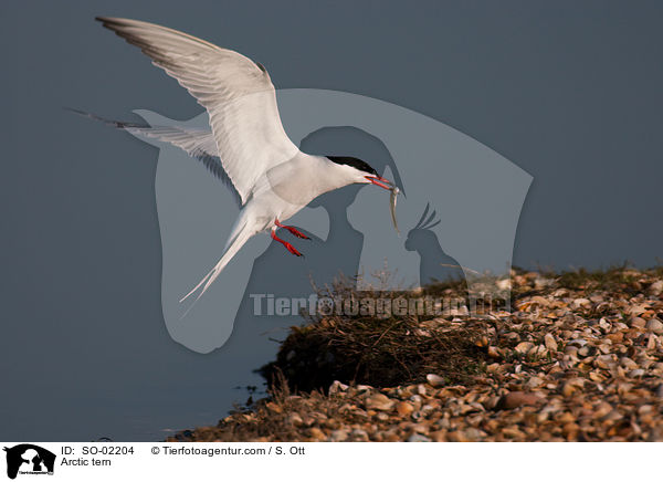 Arctic tern / SO-02204