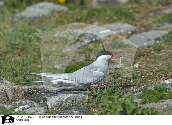Arctic tern / AT-01570