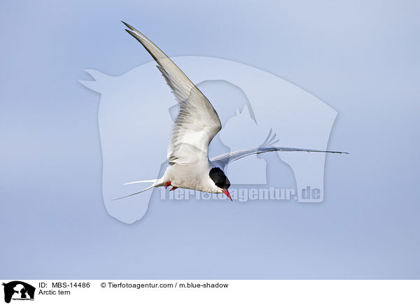 Arctic tern / MBS-14486