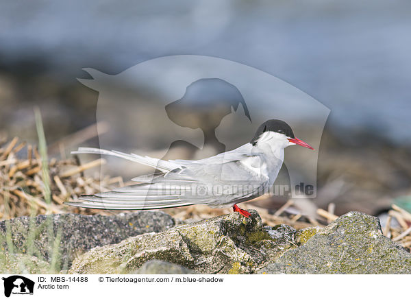 Arctic tern / MBS-14488